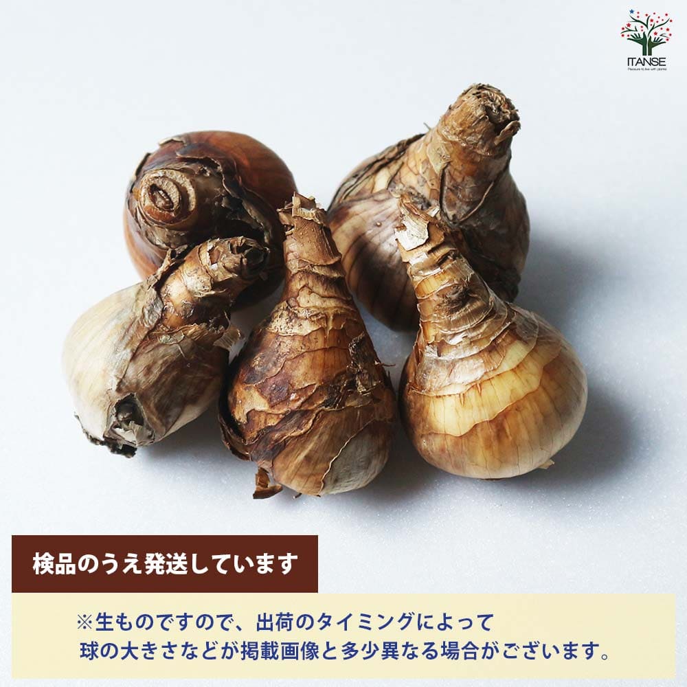 球根 球根 八重咲き水仙 【花球根 混合5球／1個売り】｜ 【植物の