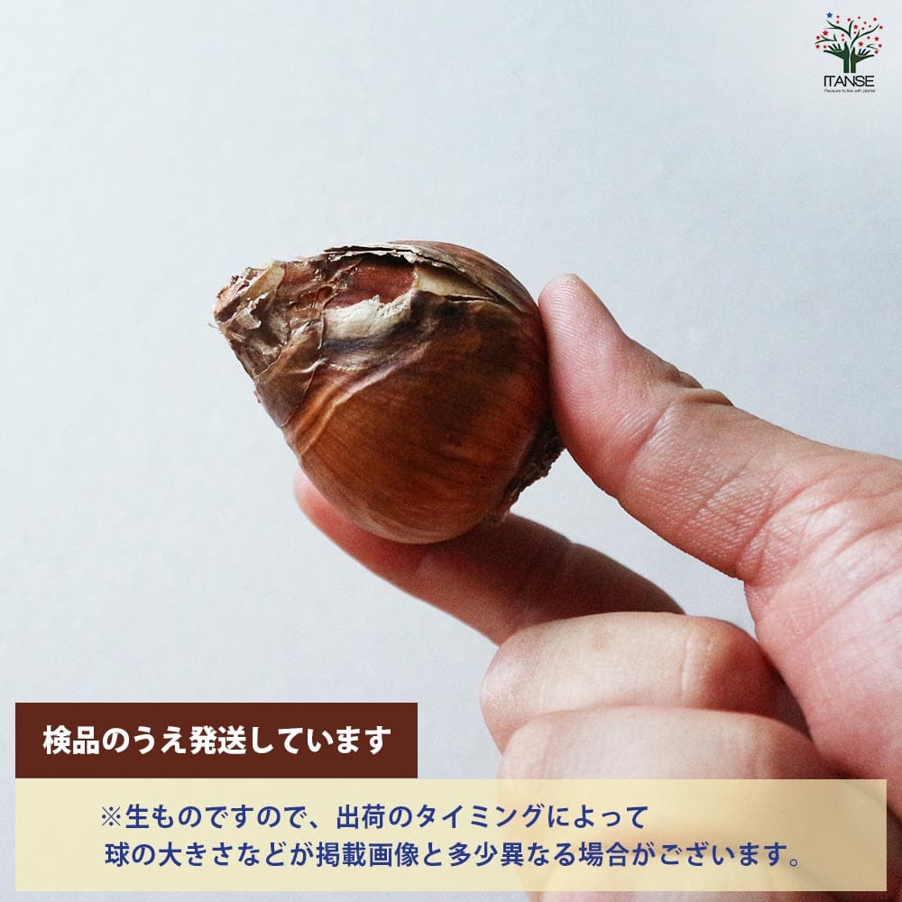 球根 八重咲き水仙 【花球根 混合5球／1個売り】｜ 【植物の