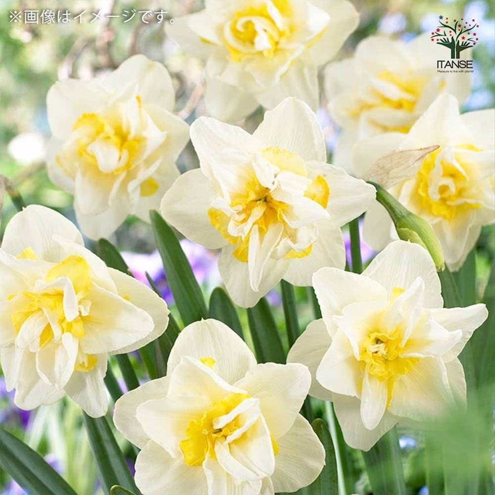 球根 八重咲き水仙 【花球根 混合5球／1個売り】｜ 【植物の