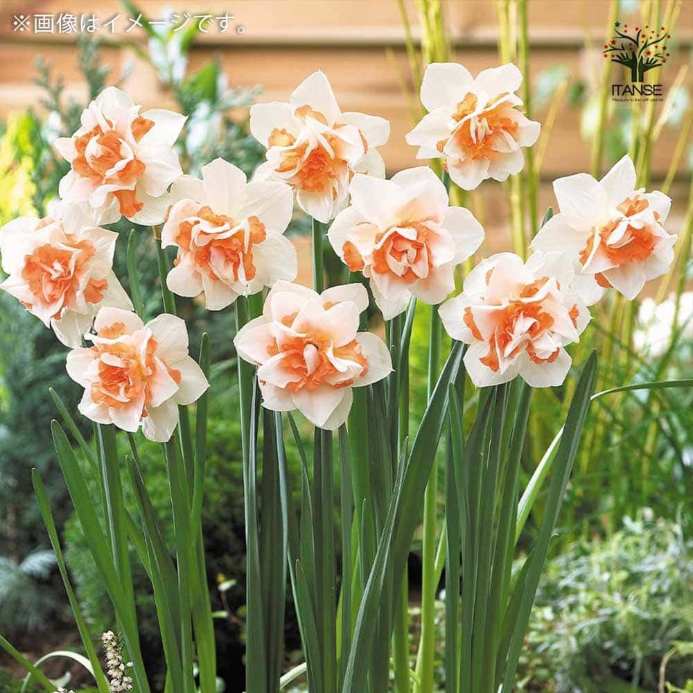 球根 八重咲き水仙 【花球根 混合5球／1個売り】｜ 【植物の