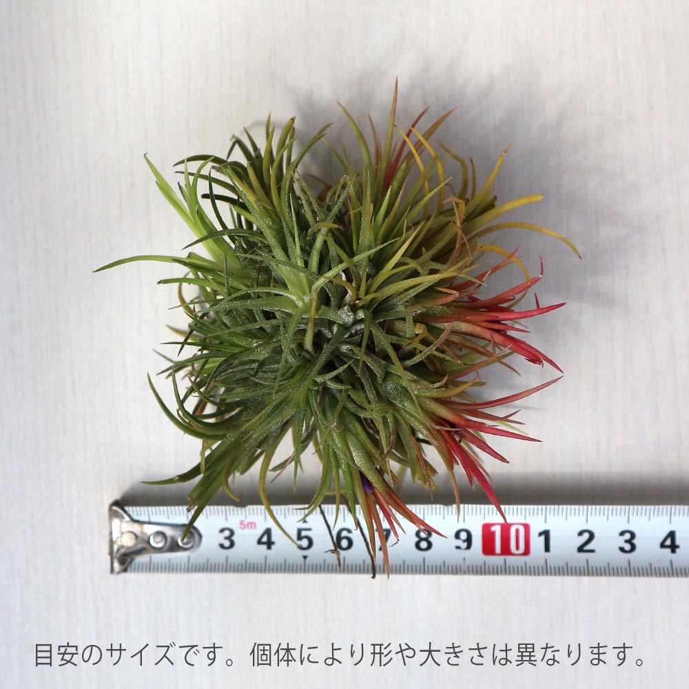 イオナンタ”フエゴ ”クランプ エアープランツ チランジア【エアプランツ 幅約10cm×高さ約8cm／1個売り】