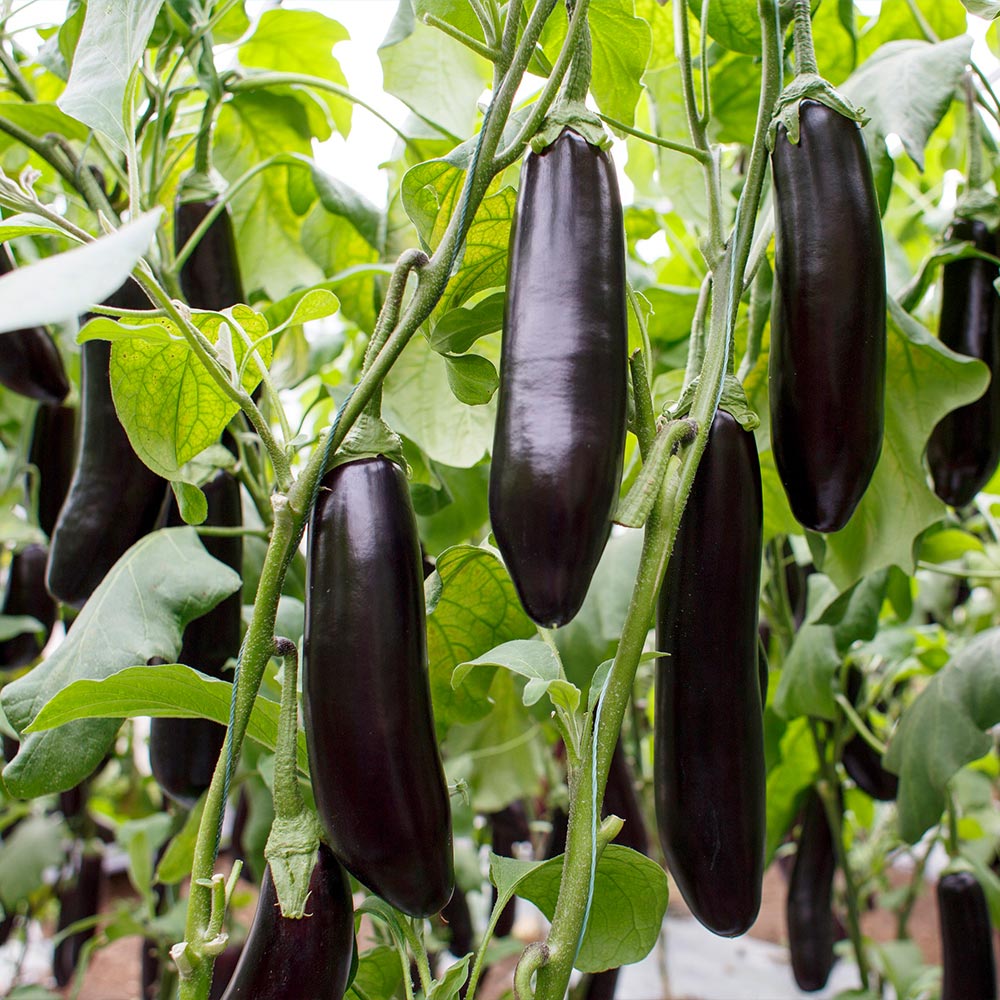 野菜苗お楽しみバラエティーセット【野菜の苗 9～10.5cm／お買い得16個セット】