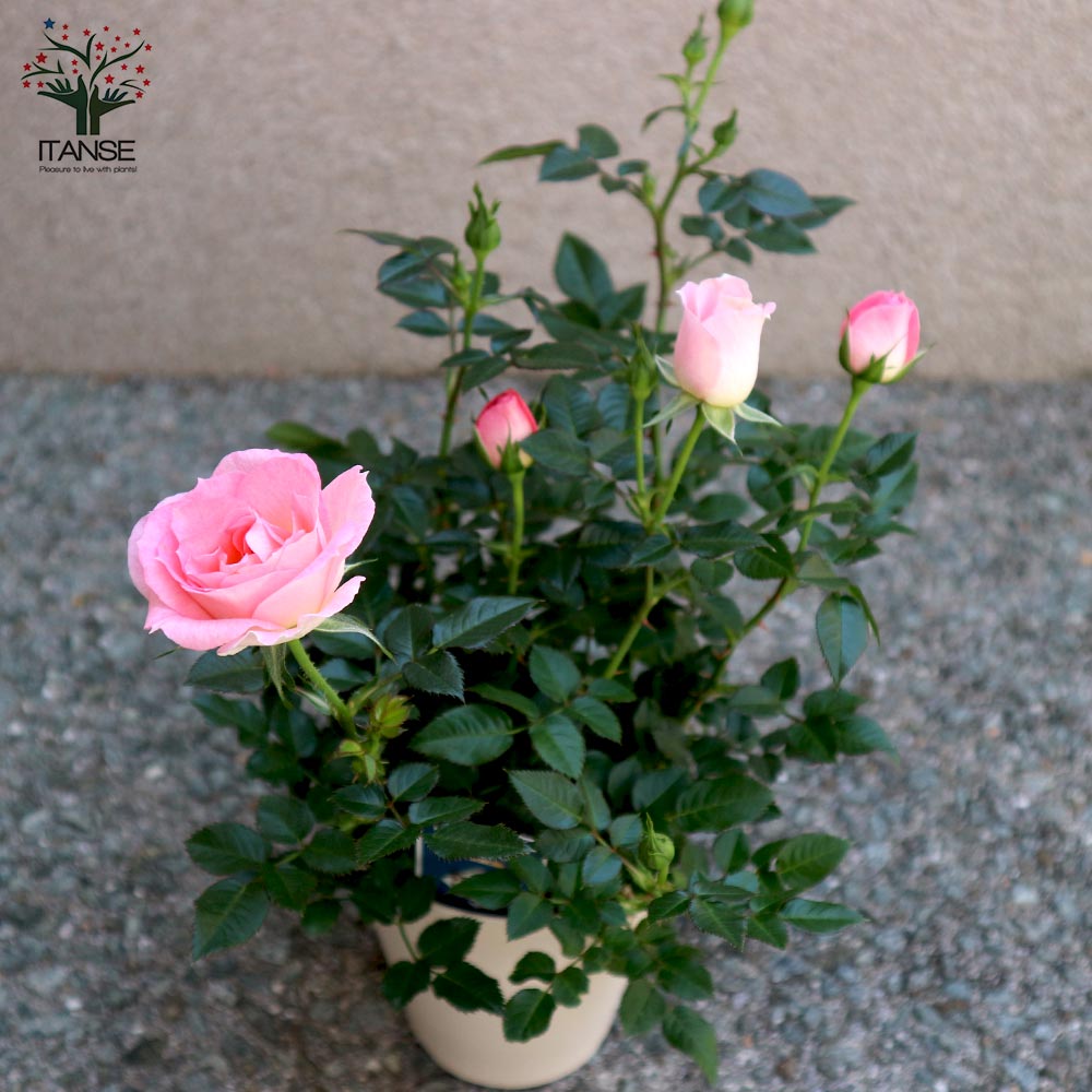 薔薇の苗木 チュチュ・オプティマ ミニバラ【花苗 4号鉢】｜ 【植物の