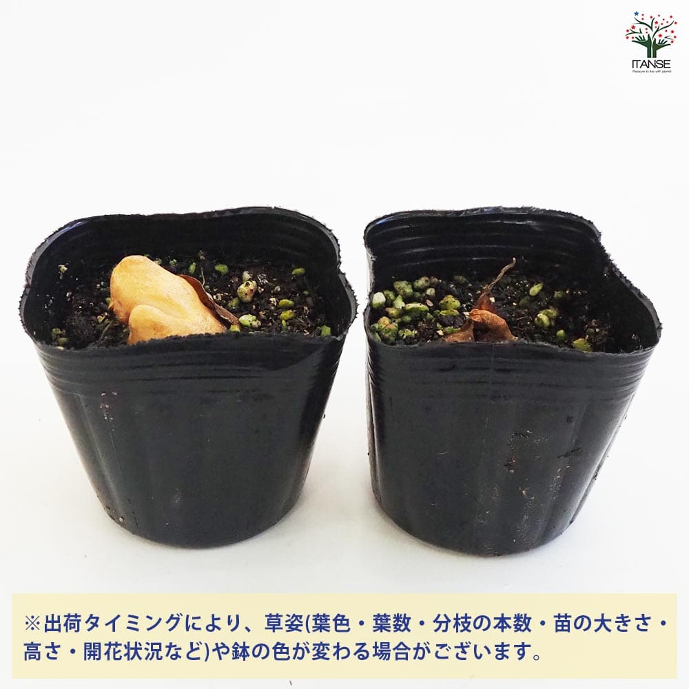 黄花カタクリ 芽出し苗 【花苗 3号ポット】｜ 【植物のITANSE