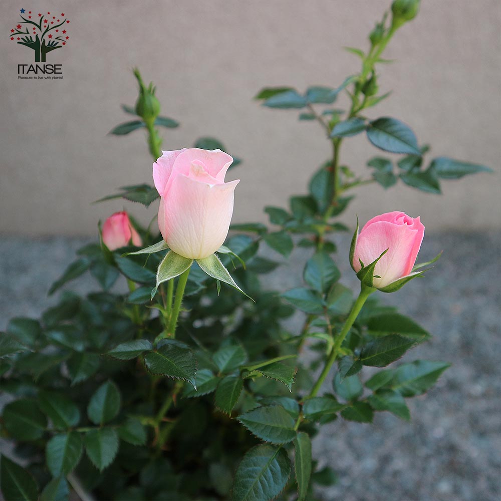 薔薇の苗木 チュチュ・オプティマ ミニバラ【花苗 4号鉢】｜ 【植物の