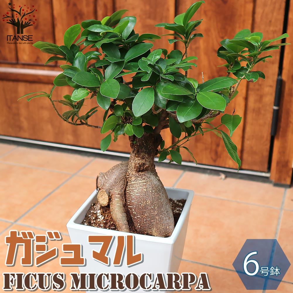 ガジュマル リビングやオフィス向きサイズ【観葉植物 スクエア6号鉢／1