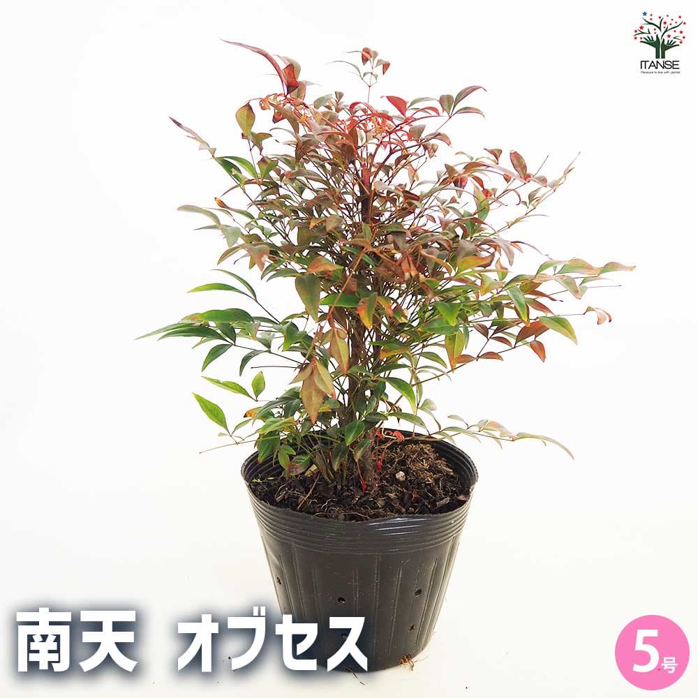 南天 オブセス 【花木苗 5号／1個売り】｜ 【植物のITANSE】全品