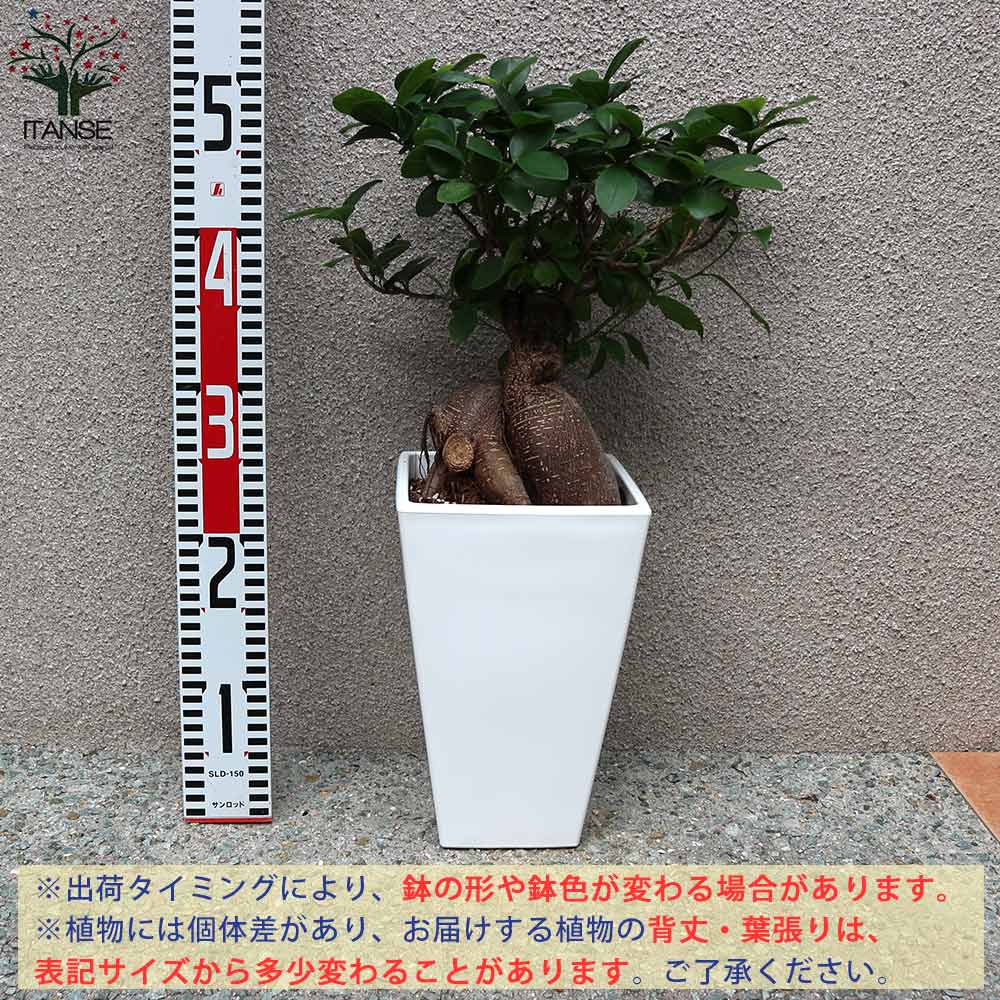 ガジュマル リビングやオフィス向きサイズ【観葉植物 スクエア6号鉢／1個売り】