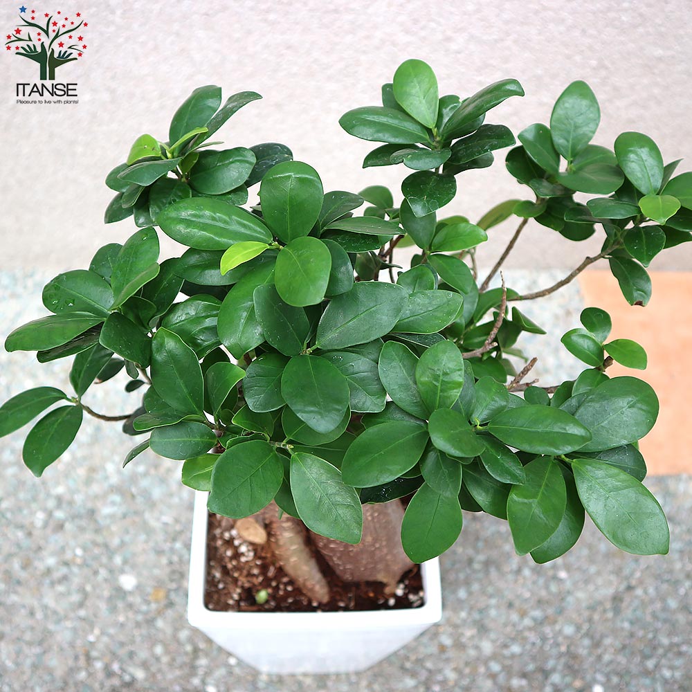 ガジュマル リビングやオフィス向きサイズ【観葉植物 スクエア6号鉢／1個売り】