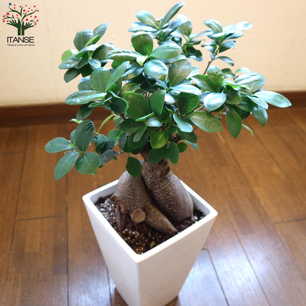 ガジュマル リビングやオフィス向きサイズ【観葉植物 スクエア6号鉢／1個売り】