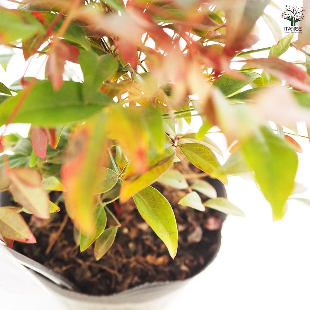 南天 オブセス 【花木苗 5号／1個売り】｜ 【植物のITANSE】全品
