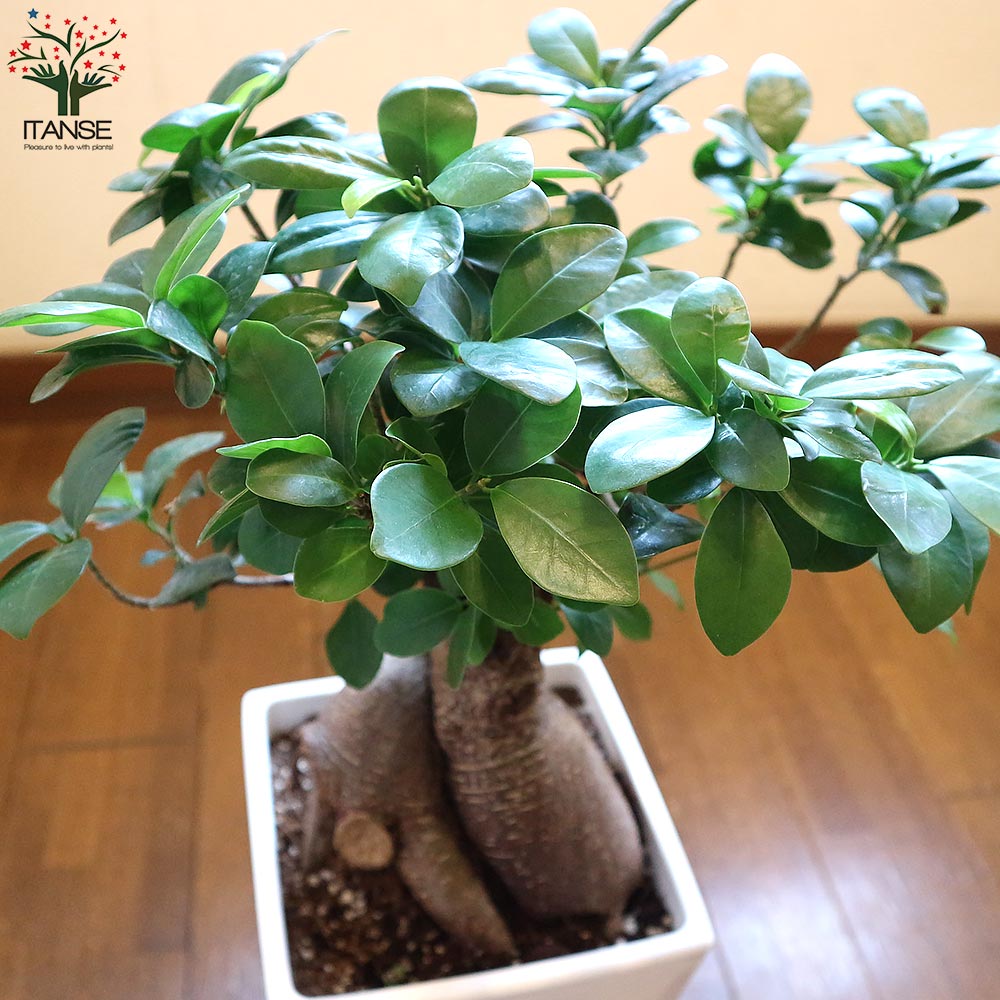 ガジュマル リビングやオフィス向きサイズ【観葉植物 スクエア6号鉢／1個売り】