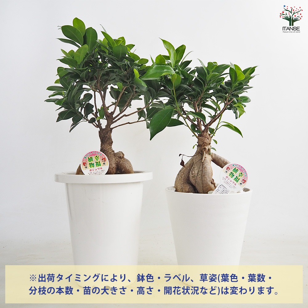 ガジュマル 【観葉植物 6号鉢／1個売り】｜ 【植物のITANSE