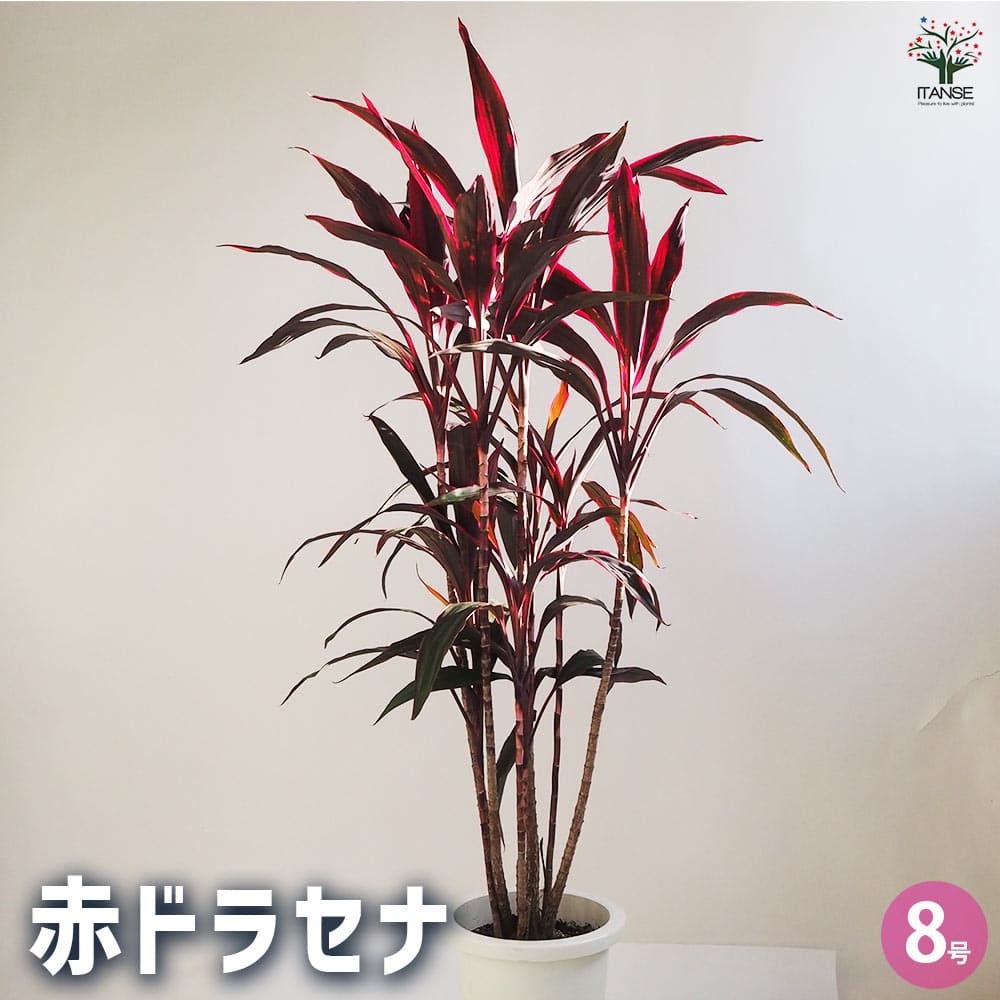 ［現品］ドラセナ　紅光　コルディリネ　8号　観葉植物　室内　大型　おしゃれ 1b87248f5e8871ca9510e78d29bf8c