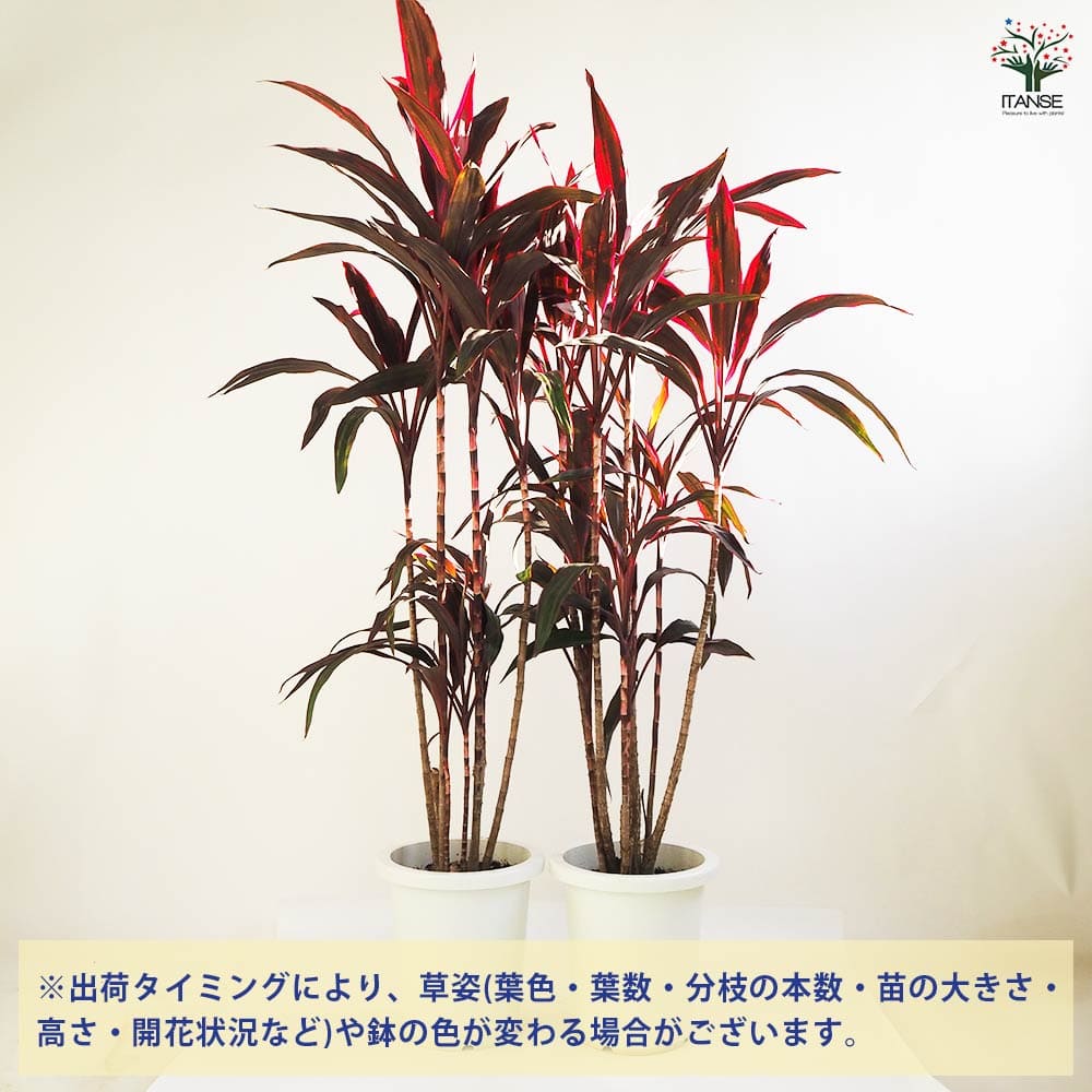 ドラセナ 赤ドラセナ 【観葉植物 8号鉢／1個売り】｜ 【植物の
