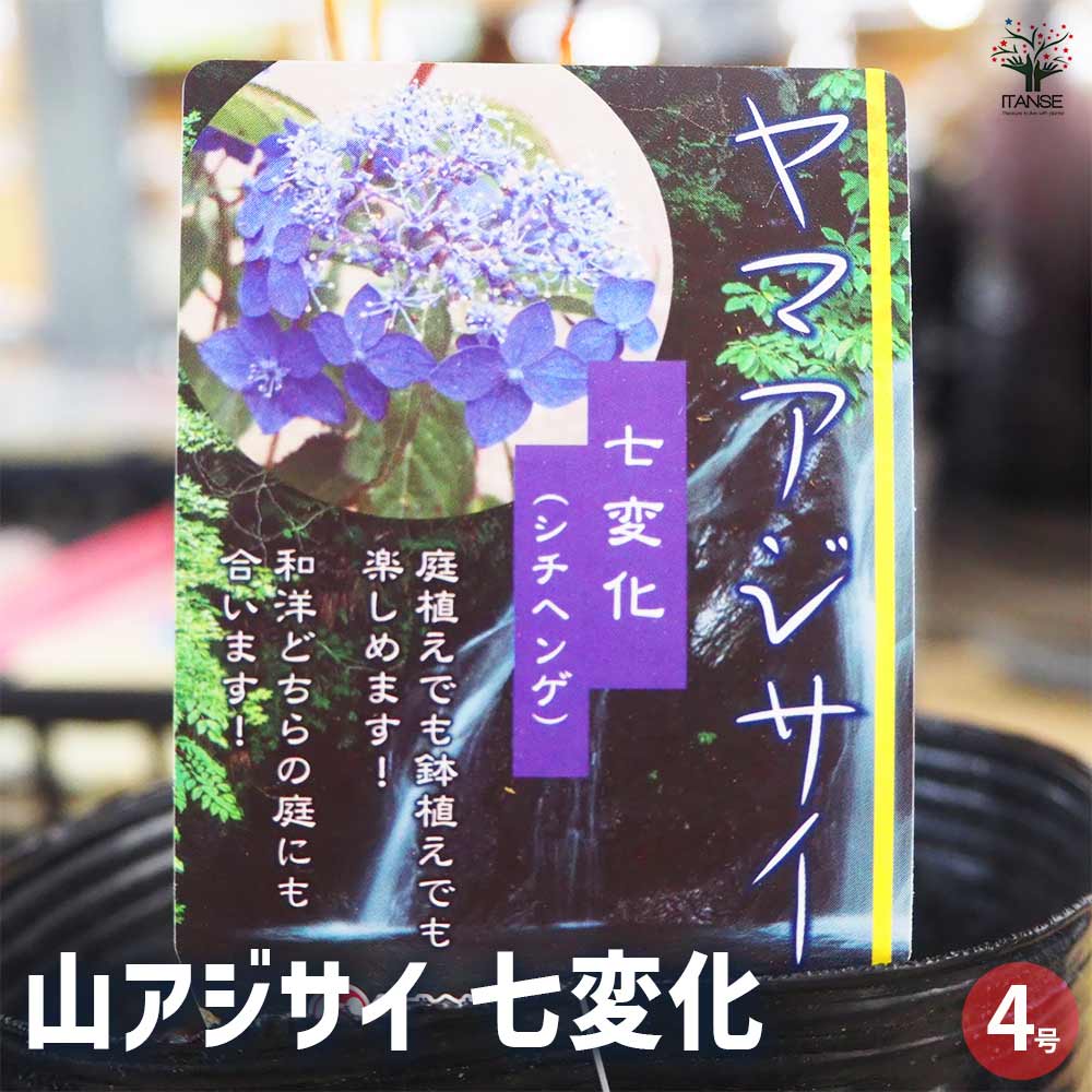 山アジサイ 七変化 【花木苗 4号】｜ 【植物のITANSE