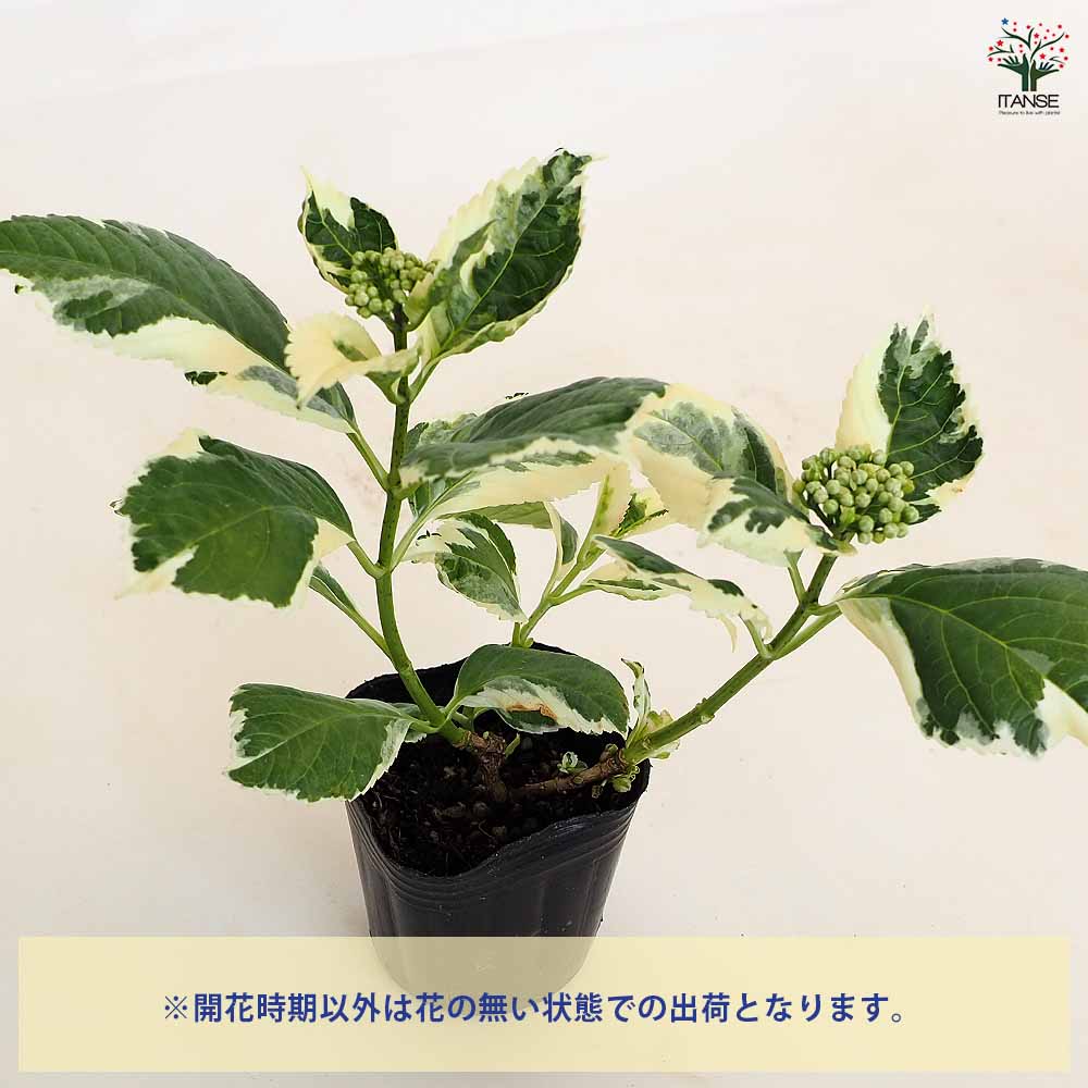 アジサイ カラフルランジア スパイス[No3] 【花木苗 3号】｜ 【植物の
