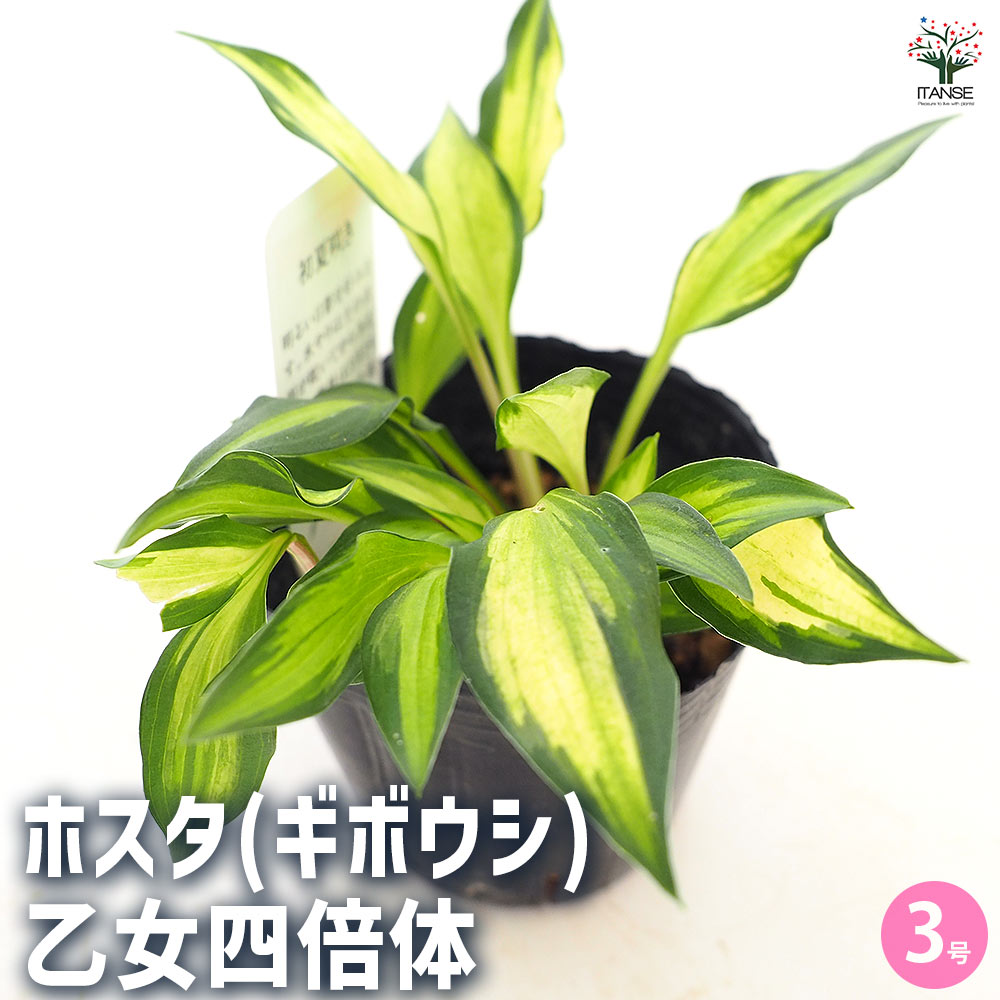 ホスタ(ギボウシ) 乙女四倍体 【花苗 3号】｜ 【植物のITANSE