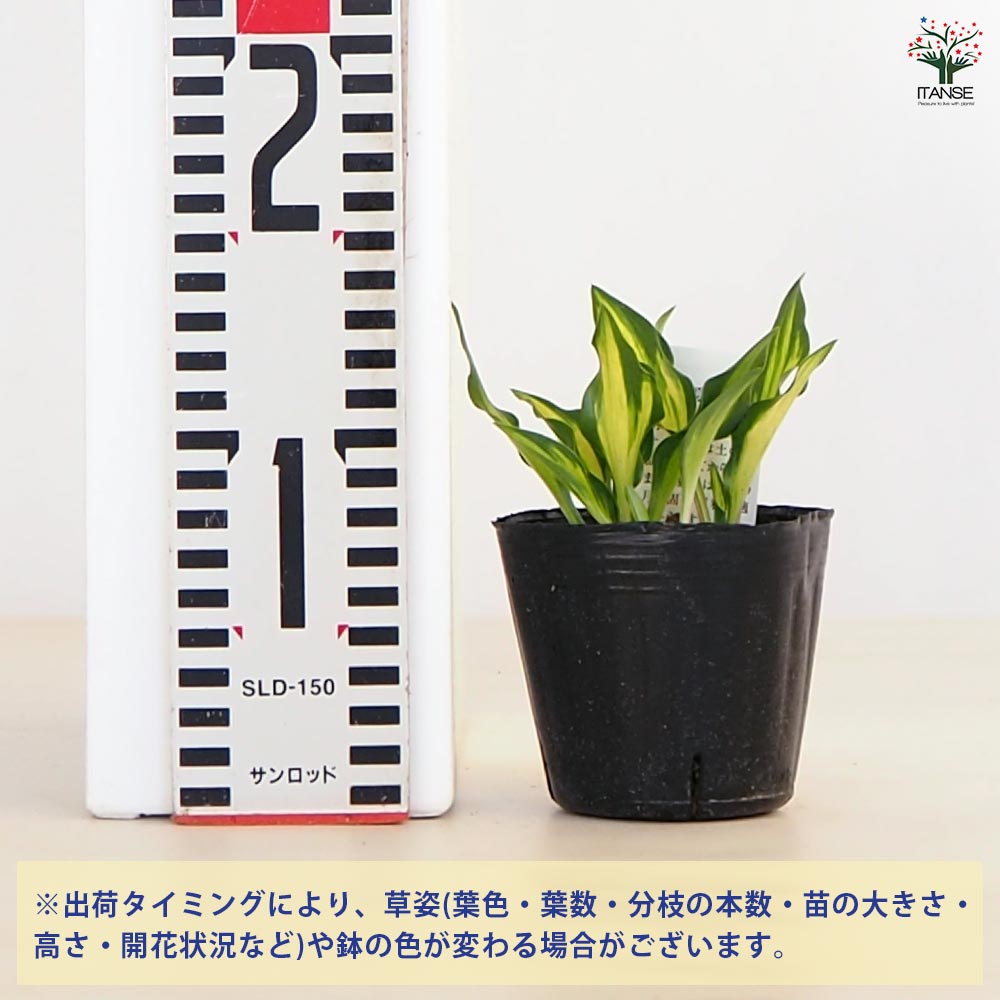 ホスタ(ギボウシ) 乙女四倍体 【花苗 3号】｜ 【植物のITANSE