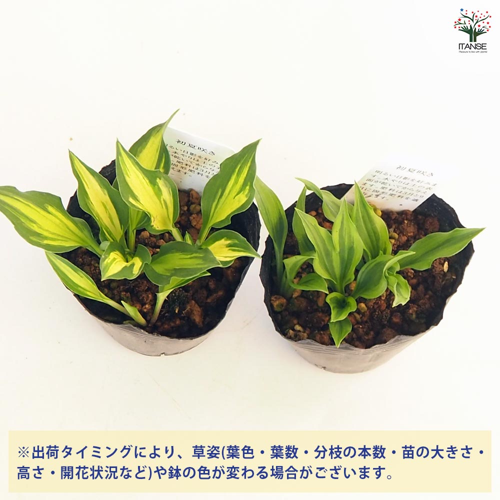 ホスタ(ギボウシ) 乙女四倍体 【花苗 3号】｜ 【植物のITANSE
