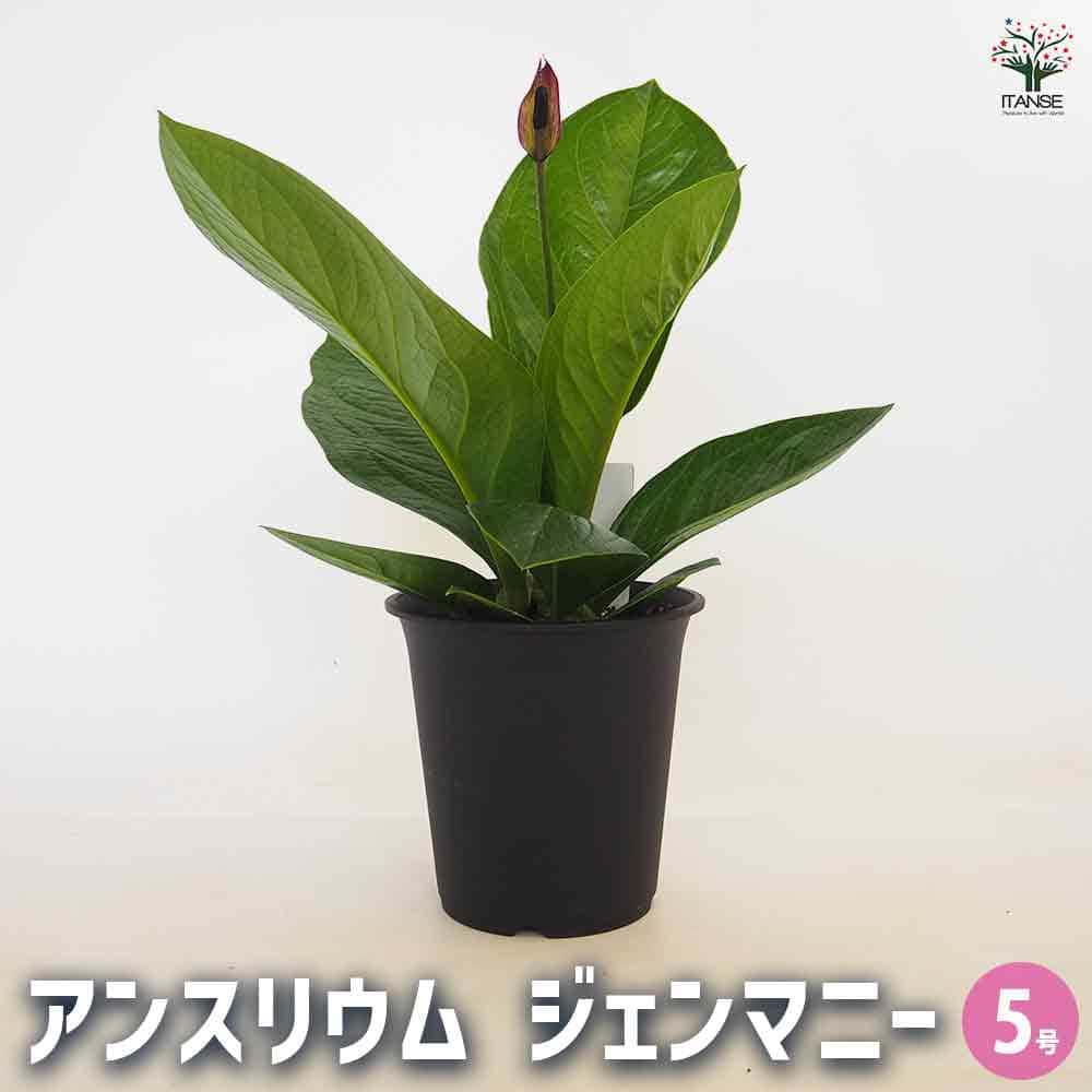 アンスリウム ジェンマニー 【観葉植物 5号／1個売り】｜ 【植物の