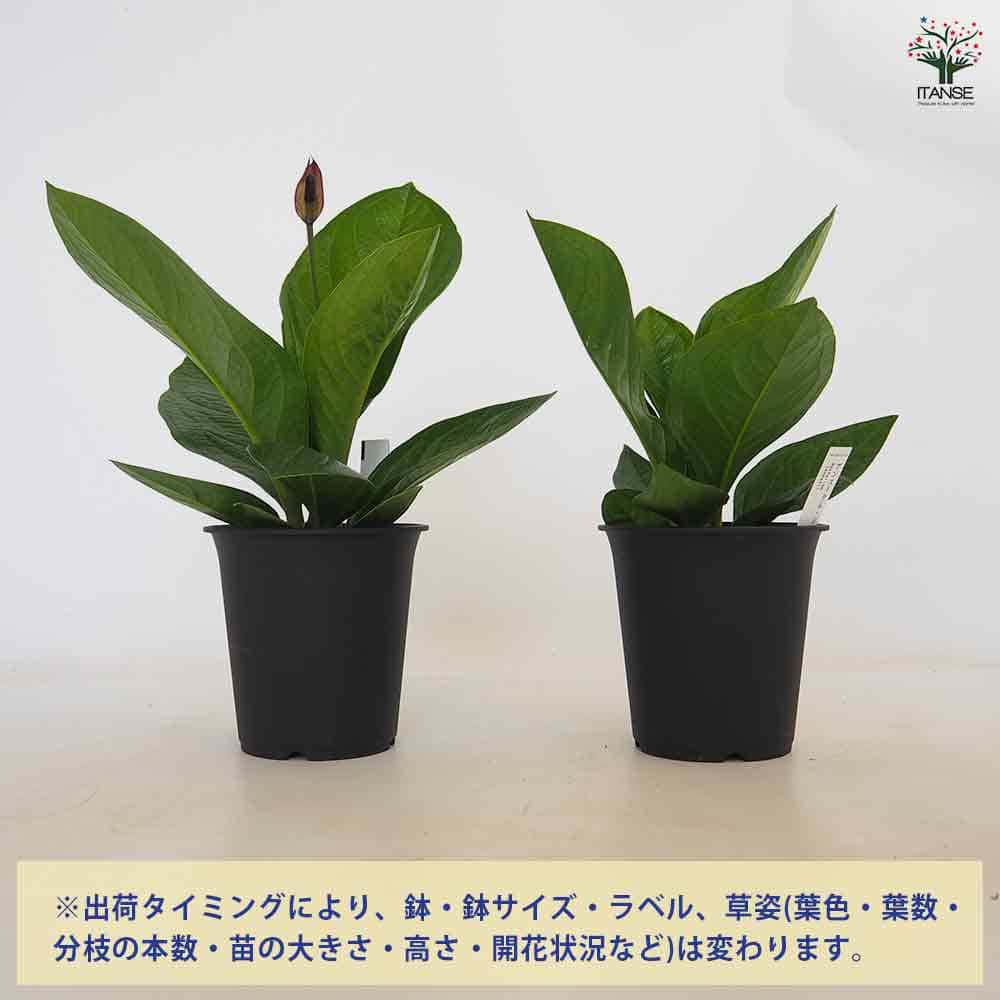 ◎＿◎；）☆斑入り アンスリウム・ジェンマニ☆Anthurium jenmanii