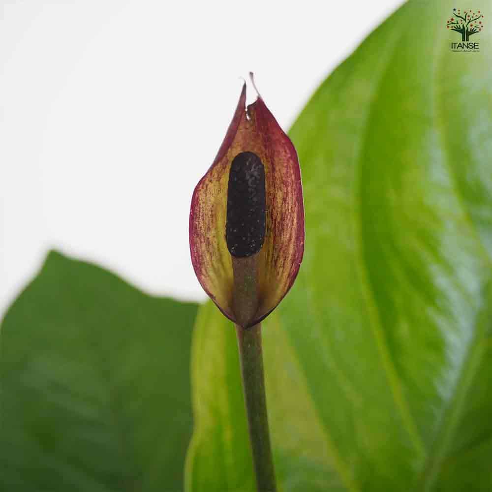 アンスリウム ジェンマニー 【観葉植物 5号／1個売り】｜ 【植物の