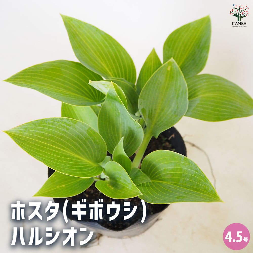 ホスタ(ギボウシ) ハルシオン 【花木苗 4.5号／1個売り】｜ 【植物の