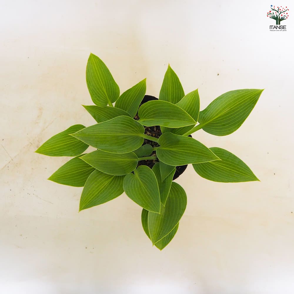 ホスタ(ギボウシ) ハルシオン 【花木苗 4.5号／1個売り】｜ 【植物の