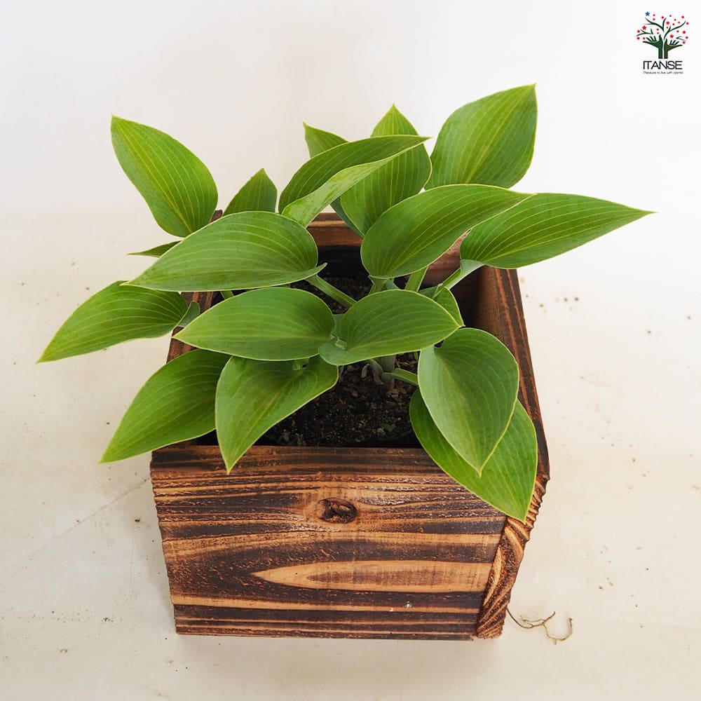 ホスタ(ギボウシ) ハルシオン 【花木苗 4.5号／1個売り】｜ 【植物の