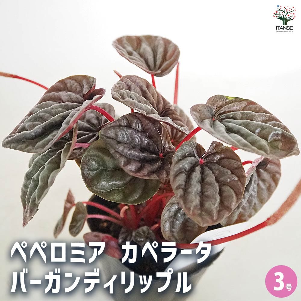 ペペロミア カペラータ バーガンディリップル 【観葉植物 3号】｜ 【植物のＩＴＡＮＳＥ】全品送料無料・即出荷!