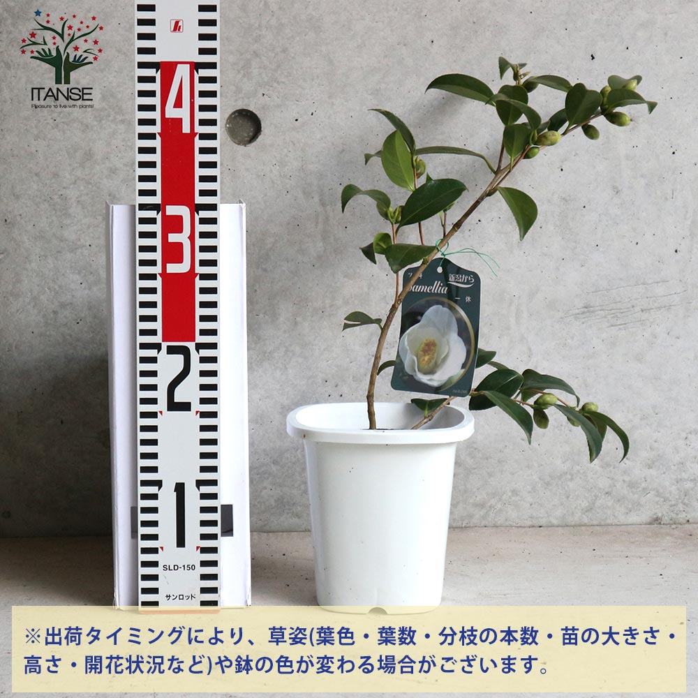 椿 一休(いっきゅう)【庭木 4～4.5号鉢／1個売り】