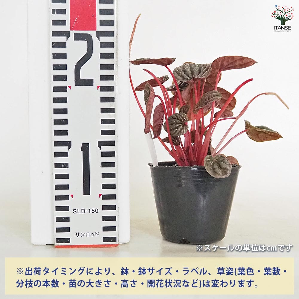ペペロミア カペラータ バーガンディリップル 【観葉植物 3号】