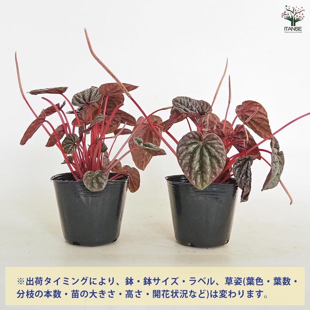 ペペロミア カペラータ バーガンディリップル 【観葉植物 3号】