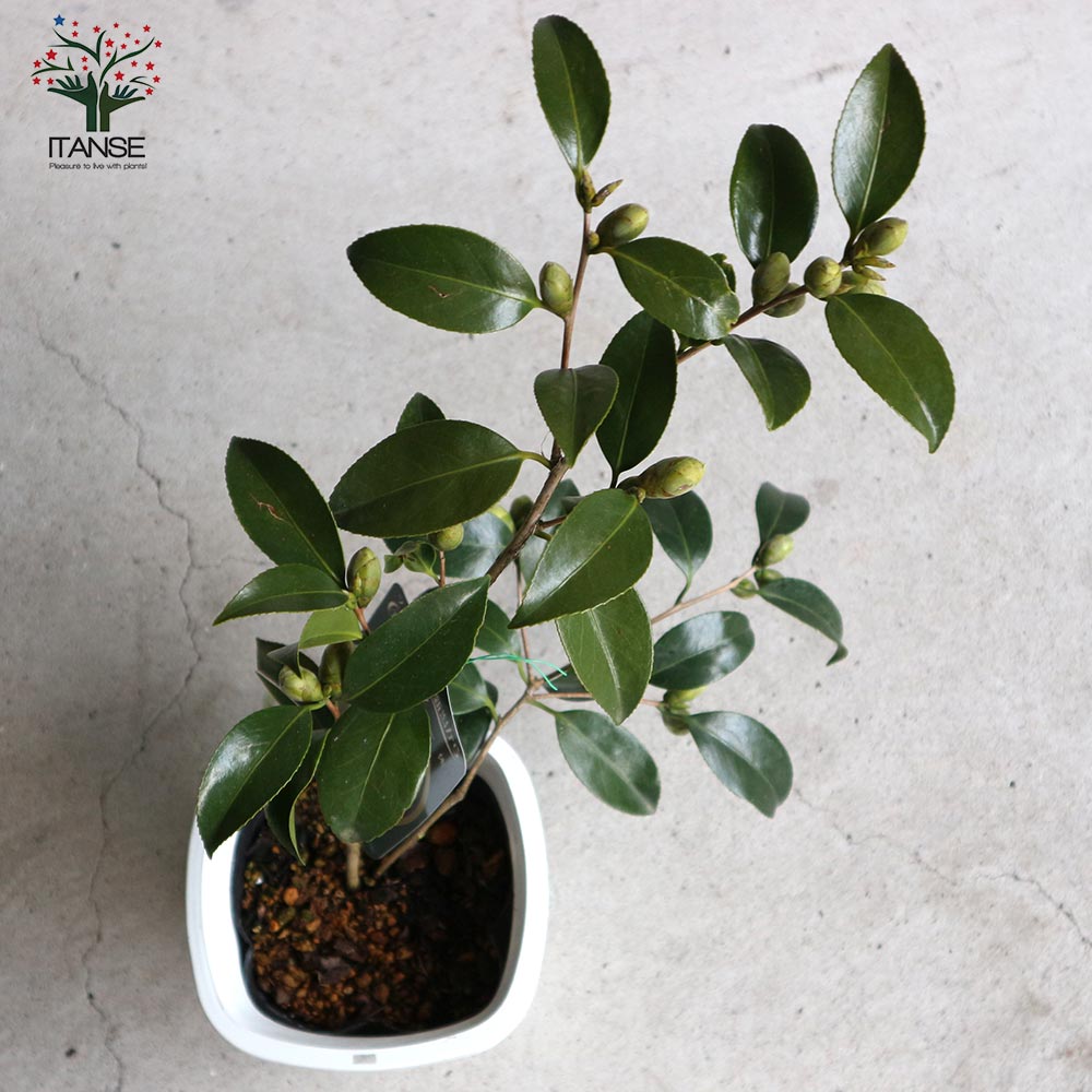 椿 一休(いっきゅう)【庭木 4～4.5号鉢／1個売り】