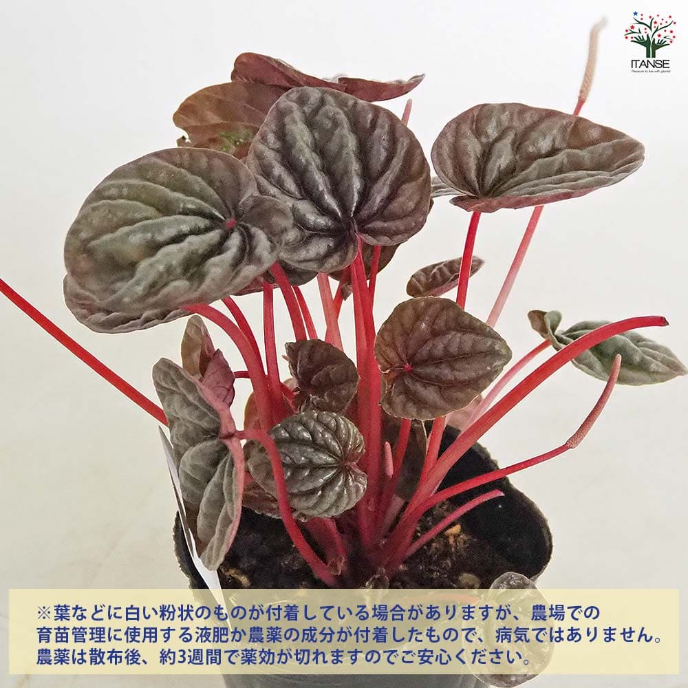 ペペロミア カペラータ バーガンディリップル 【観葉植物 3号】