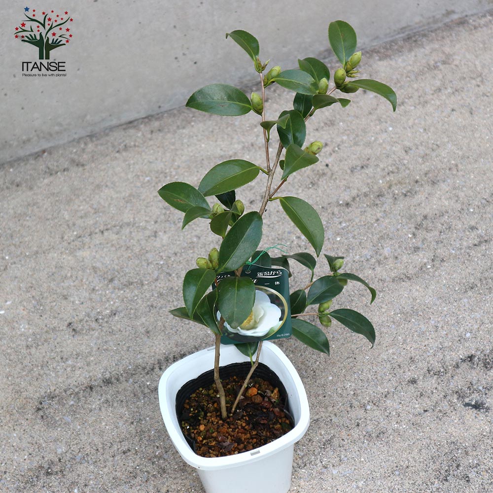 椿 一休(いっきゅう)【庭木 4～4.5号鉢／1個売り】