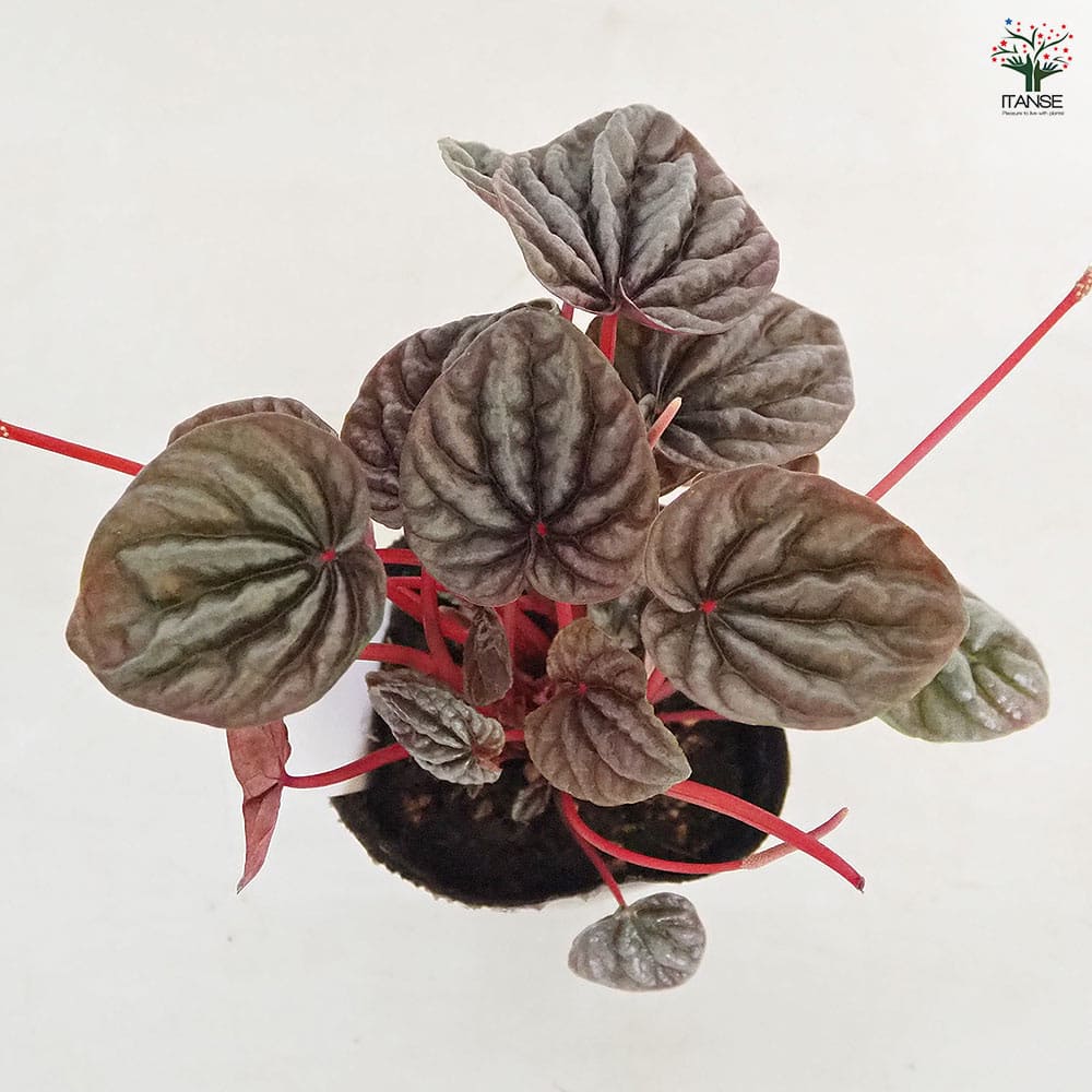 ペペロミア カペラータ バーガンディリップル 【観葉植物 3号】
