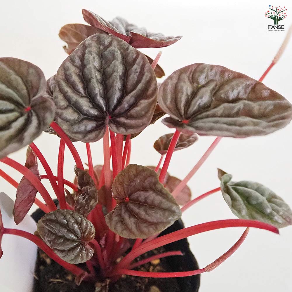 ペペロミア カペラータ バーガンディリップル 【観葉植物 3号】