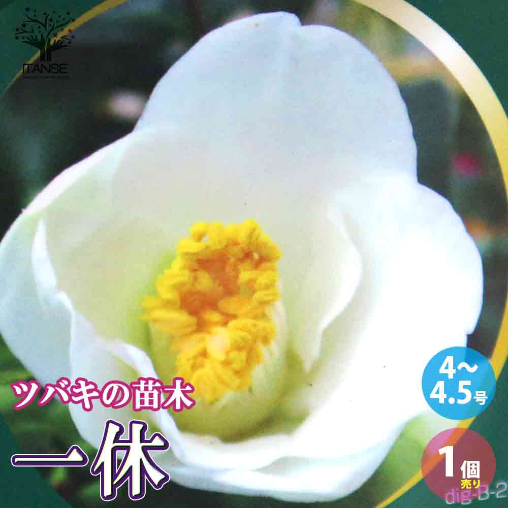 椿 一休(いっきゅう)【庭木 4～4.5号鉢／1個売り】