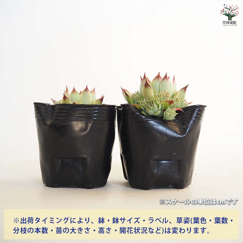 チェリーティピ 多肉植物 チェリーティピ 多肉植物