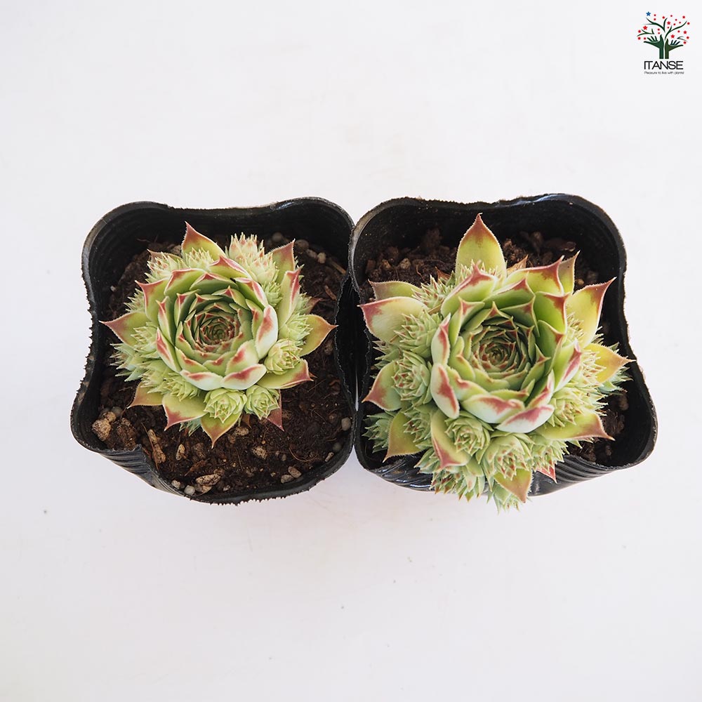 センペルビウム ティヒ 【多肉植物 3号】｜ 【植物のITANSE