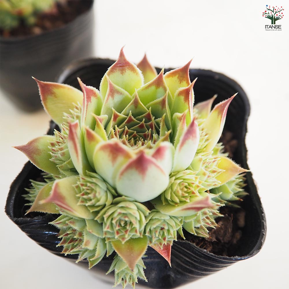 チェリーティピ 多肉植物 チェリーティピ 多肉植物