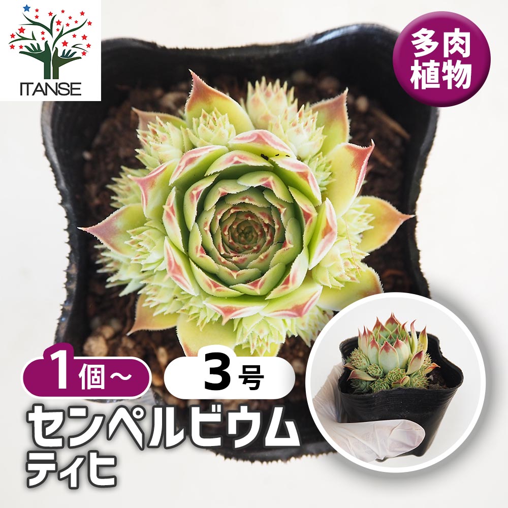 チェリーティピ 多肉植物 チェリー・プリンセス咲く: 学芸員の独り言