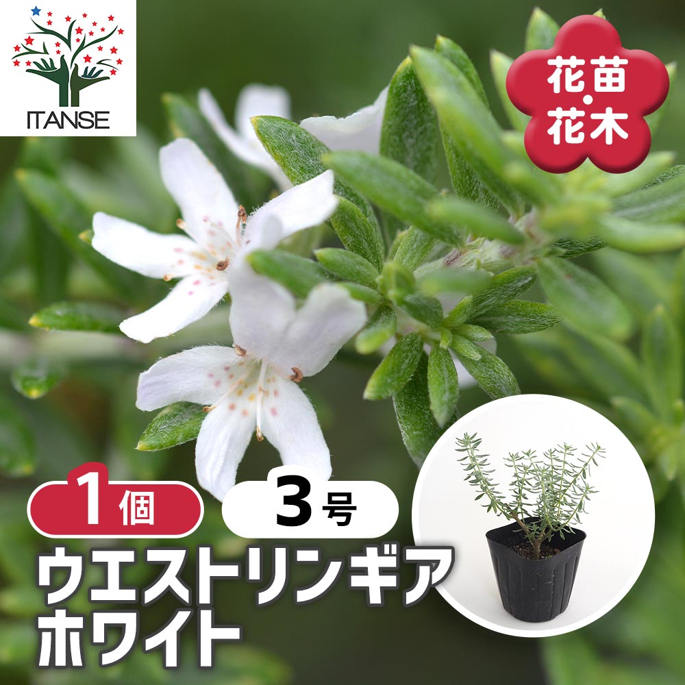ウエストリンギア ホワイト 【花木苗 3号】｜ 【植物のITANSE