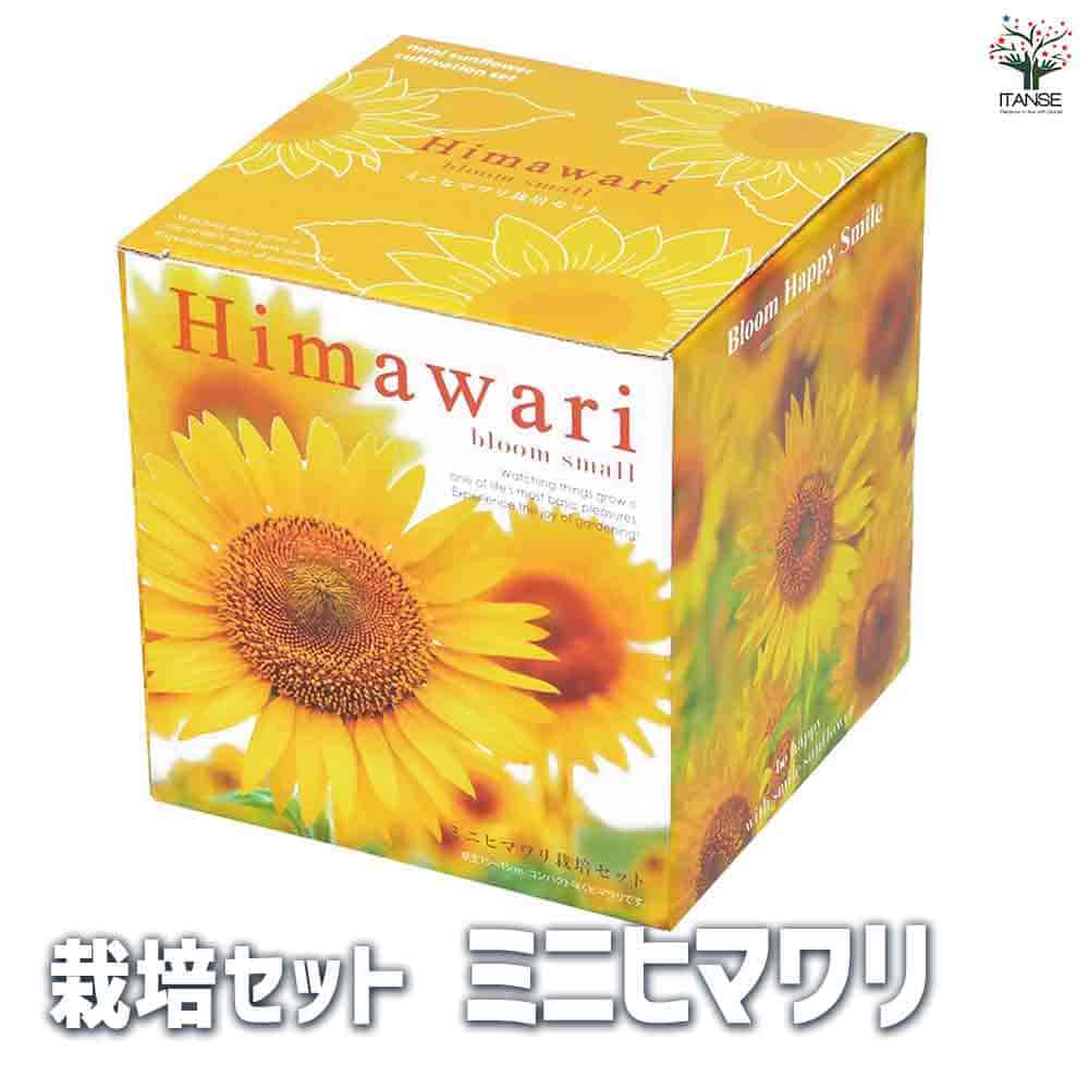 栽培セット ミニヒマワリ 【1個売り】｜ 【植物のITANSE】全品