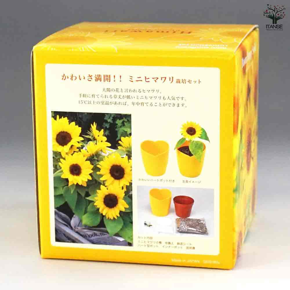 栽培セット ミニヒマワリ 【1個売り】｜ 【植物のITANSE】全品