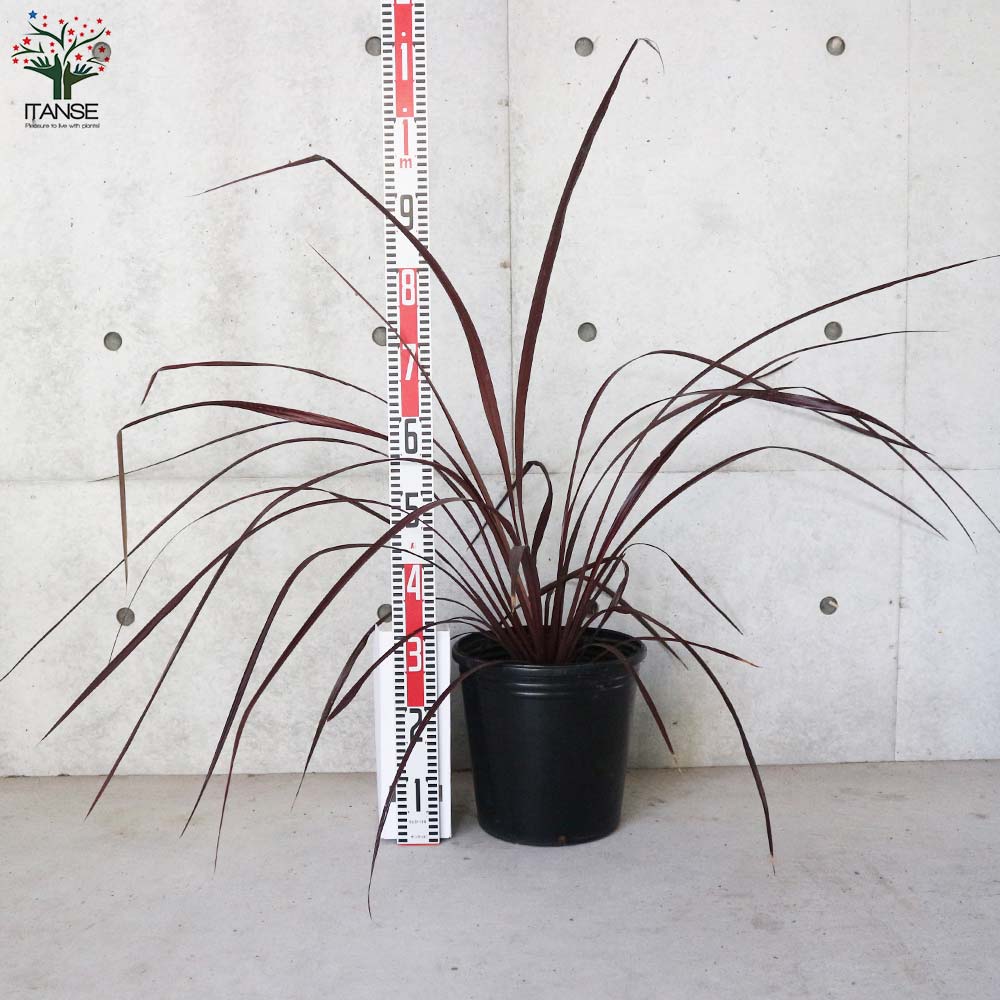 コルディリネ・レッドファウンテン【観葉植物 9号ナーセリーポット大苗/1個売り】