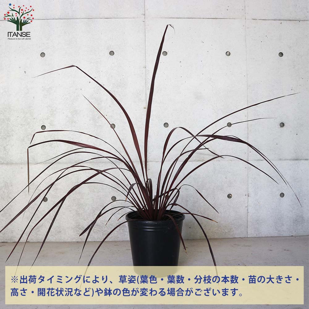 コルディリネ・レッドファウンテン【観葉植物 9号ナーセリーポット大苗/1個売り】