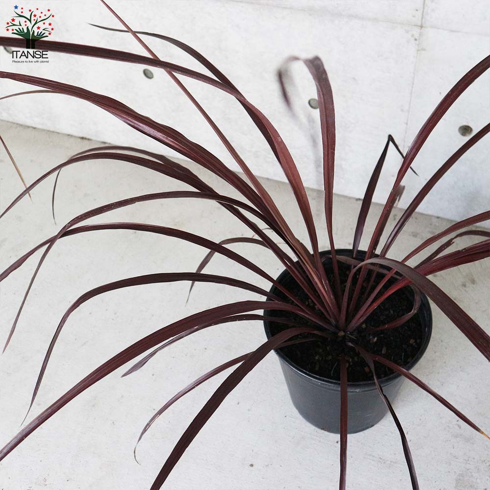 コルディリネ・レッドファウンテン【観葉植物 9号ナーセリーポット大苗/1個売り】